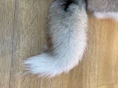 -Husky Go! 哈士奇体验馆·宠物咖啡厅狗咖