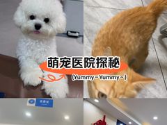 -芭比堂动物医院·24小时·眼科中心(深圳中心)