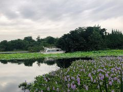 -白鹭湾湿地公园