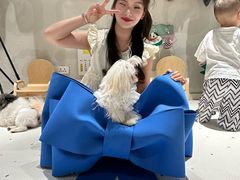 -读宠于你·约克夏比熊·睫角守宫·爬宠售卖(高新店)