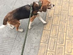 -瑞派宠物医院(锦江店)