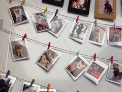-瑞派康怡24h宠物医院·犬猫医疗中心·微创绝育(瑞景分院)