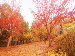 -香山公园