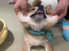 -逗柴咖啡屋·狗咖猫咖宠物桌游