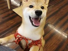 -豆柴町-柴犬主题狗咖(红鼎国际C座店)