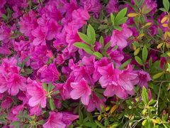 -玄武湖景区-情侣园游乐场