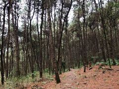 -铁山坪森林公园