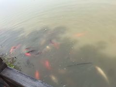 -大湾区中央湿地公园
