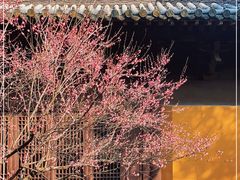 -慧因高丽寺