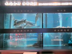 -阿五黄河大鲤鱼(英协路店)