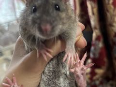 -乖乖宠物医院·猫科·骨科·24小时(云岗分院)