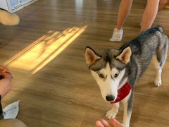 -Husky Go! 哈士奇体验馆·宠物咖啡厅狗咖