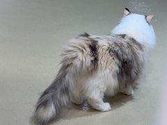 -藏猫猫咖啡主题馆(中央大道店)