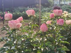-洛阳市隋唐城遗址植物园