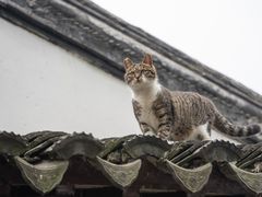 -西园戒幢律寺