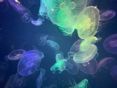 -烟台海昌鲸鲨海洋公园