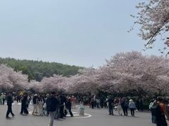 -武汉大学-樱园