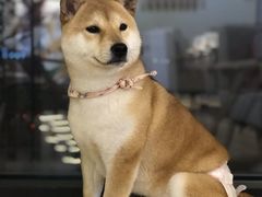 -柴犬小屋·柴餐厅·狗咖食堂(金鼎广场店)