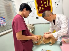 -宠福鑫康馨动物医院·骨科·眼科