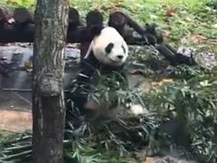 -都江堰中华大熊猫苑