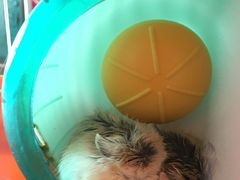 -龙猫仔乐园(惠福东路店)