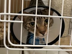 -创凡宠物医院·骨专科  猫科中心(西乡分院)