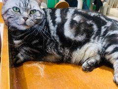 -藏猫猫咖啡主题馆(中央大道店)