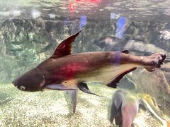 -太平洋海底世界