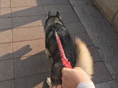 -more than meow吴止猫主题餐厅(承德 中船汇店)