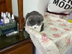 -瑞鹏宠物医院·骨科·猫科·内科(第一中心)