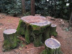 -铁山坪森林公园