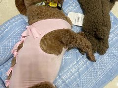 -伟伟宠物医院·CT影像中心·瑞派犬猫综合性门诊(汉口总院)