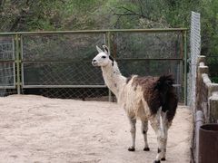 -青藏高原野生动物园