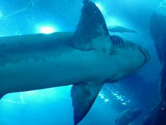 -迪拜水族馆及水下动物园