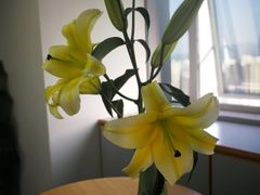 -喜茶(深圳东门1234店)