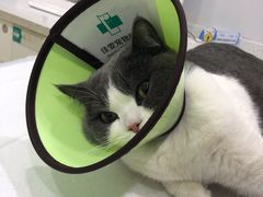 -佳雯宠物医院(金华南路分院)