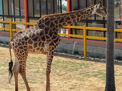 -西霞口神雕山野生动物世界