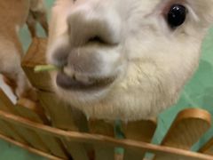 -藦茜花园宠物主题亲子互动体验馆(国顺东路店)