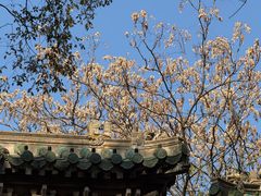 -灵谷景区