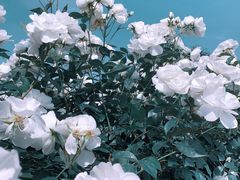 -上海辰山植物园