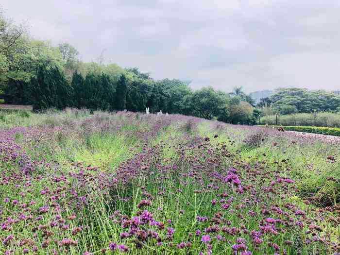 元美公园-"公园不大,但环境很好,树很多,大路两边有."-大众点评移动版