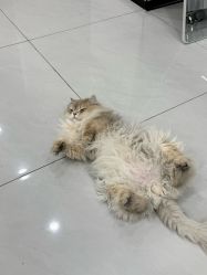 点击看大图 -柚子•猫美睫美甲