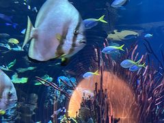 -迪拜帆船酒店海底餐厅