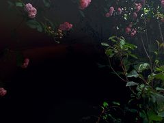 -吴家馄饨