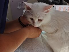 -喜多萌中农锦绣动物医院24H·猫科·牙科MRI·CT
