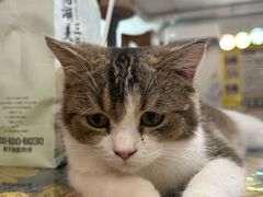 -平行世界·猫咖(首经贸店)