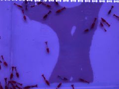 -华声天桥民俗文化园