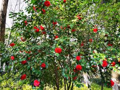 -杭州半山国家森林公园