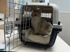 -谐和贝康宠物医院24小时·宠保定点(急重症转诊中心)