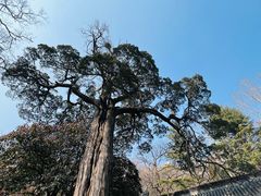 -青岛崂山太清宫